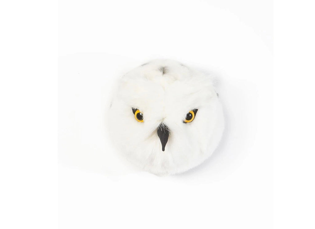 Trophy snowy owl, Chloe