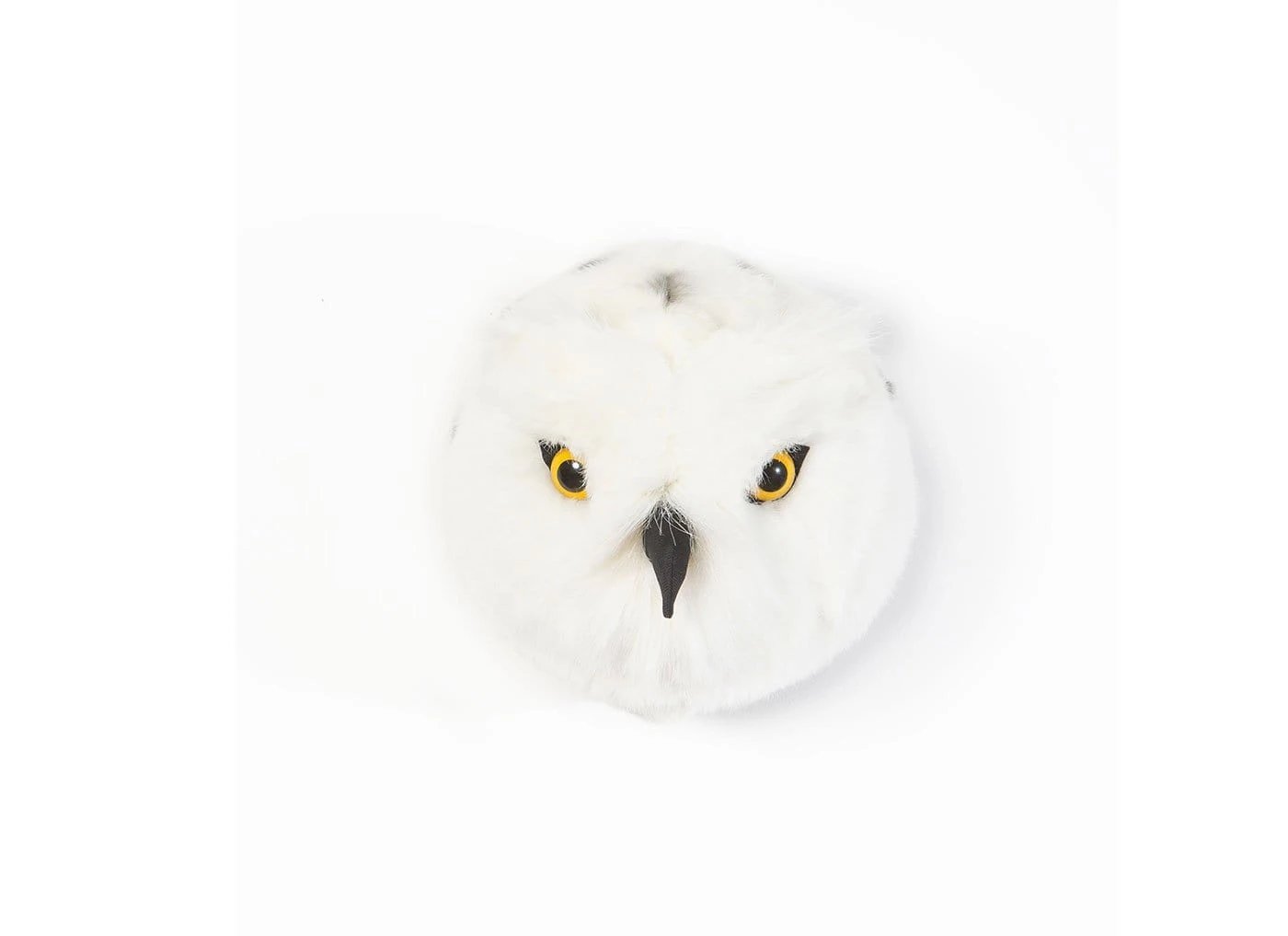 Trophy snowy owl, Chloe