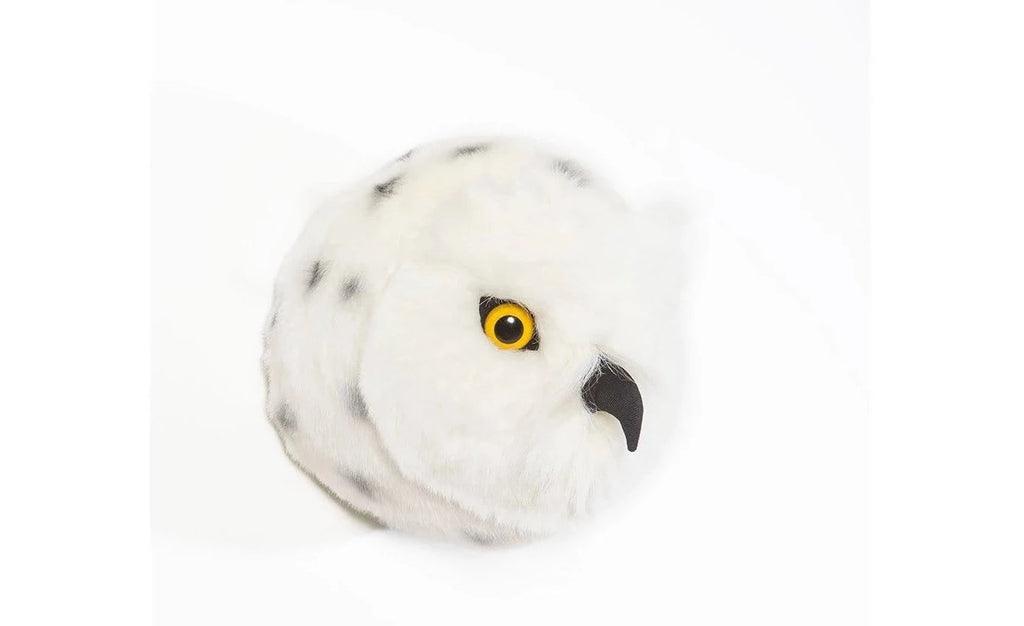 Trophy snowy owl, Chloe