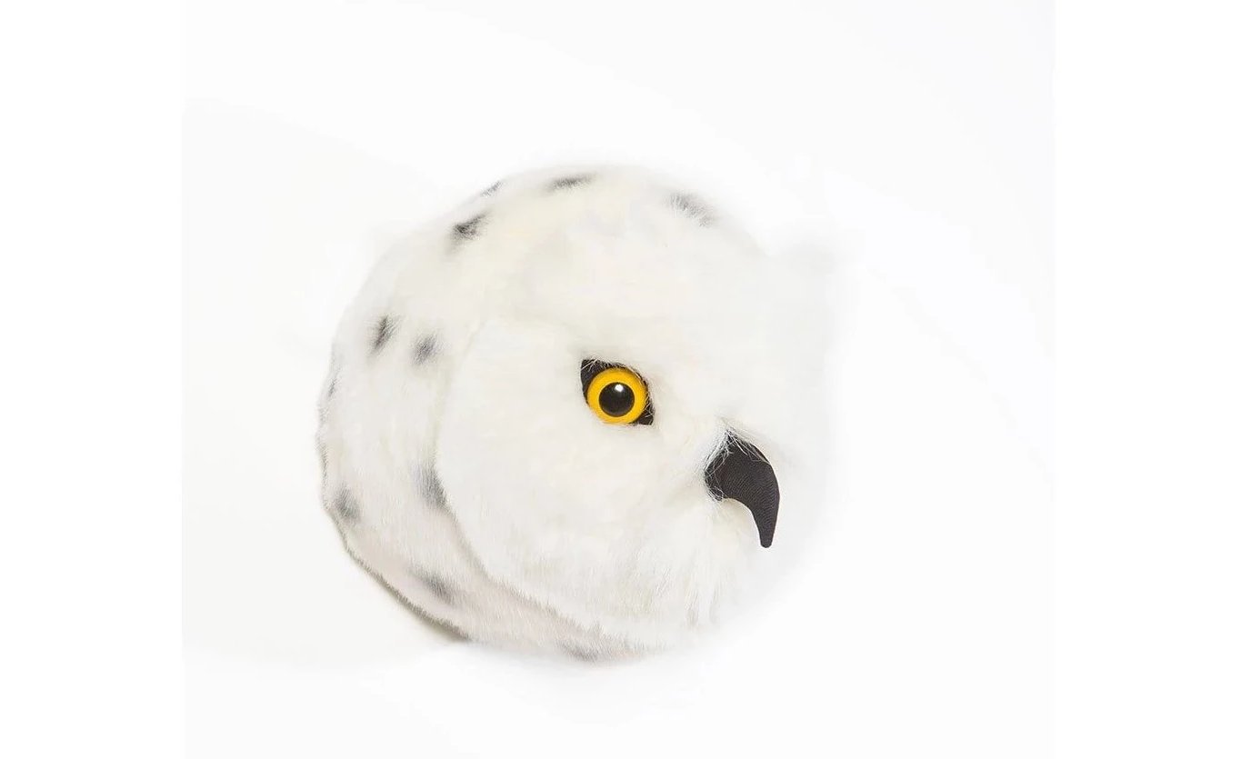 Trophy snowy owl, Chloe