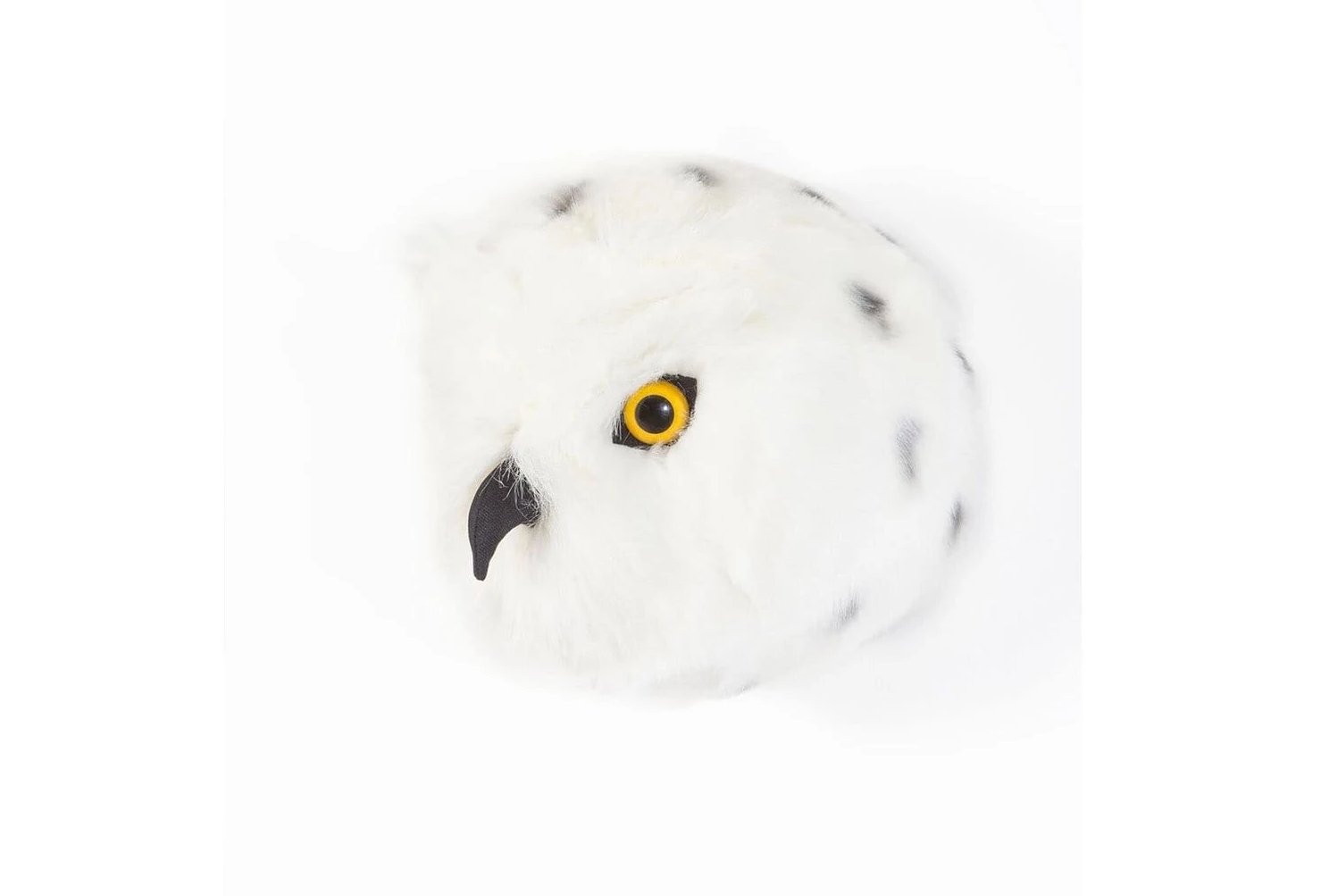 Trophy snowy owl, Chloe