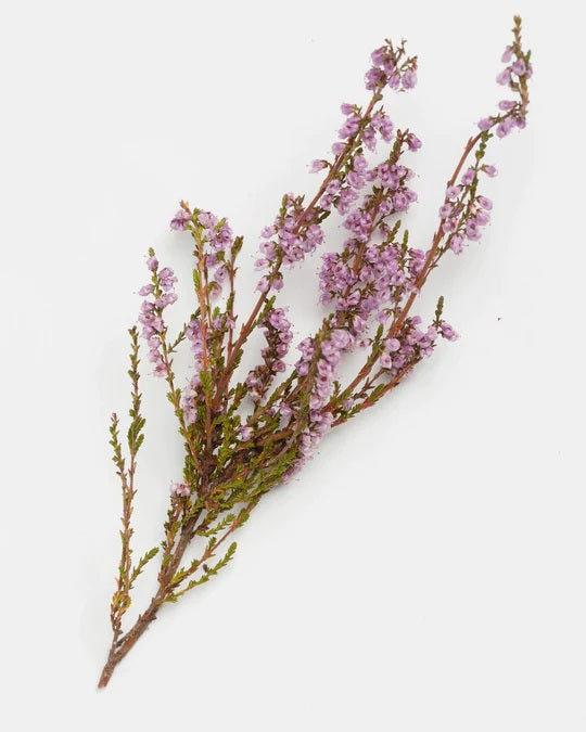 Natural Calluna Scrub