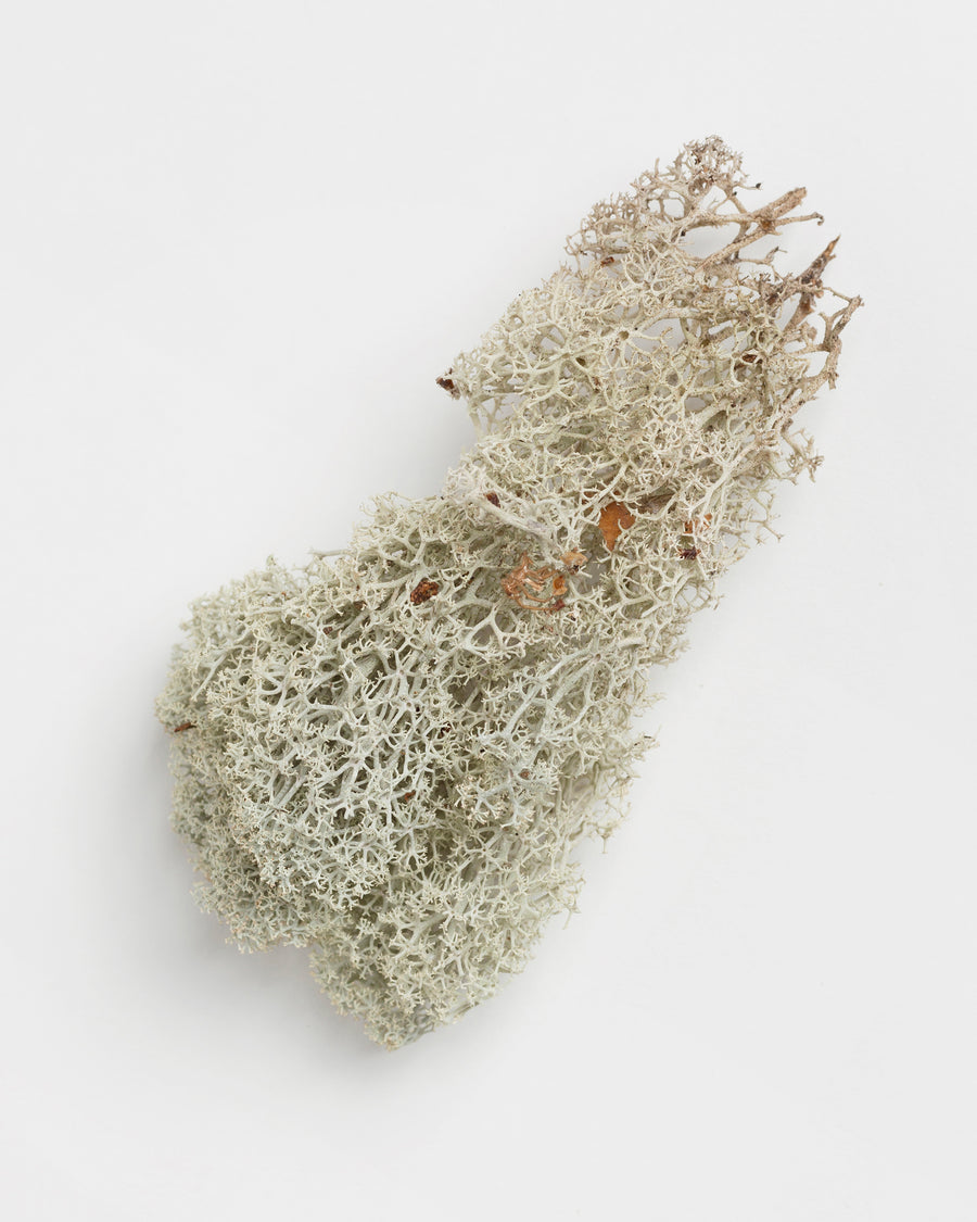 Metsa Lichen Mask 30ml