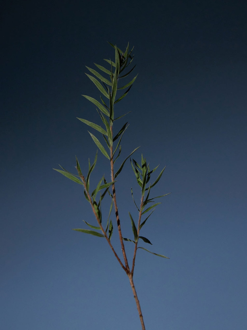 Pure & Soft Feminine Wash - Chamomile & Tea Tree 170ml