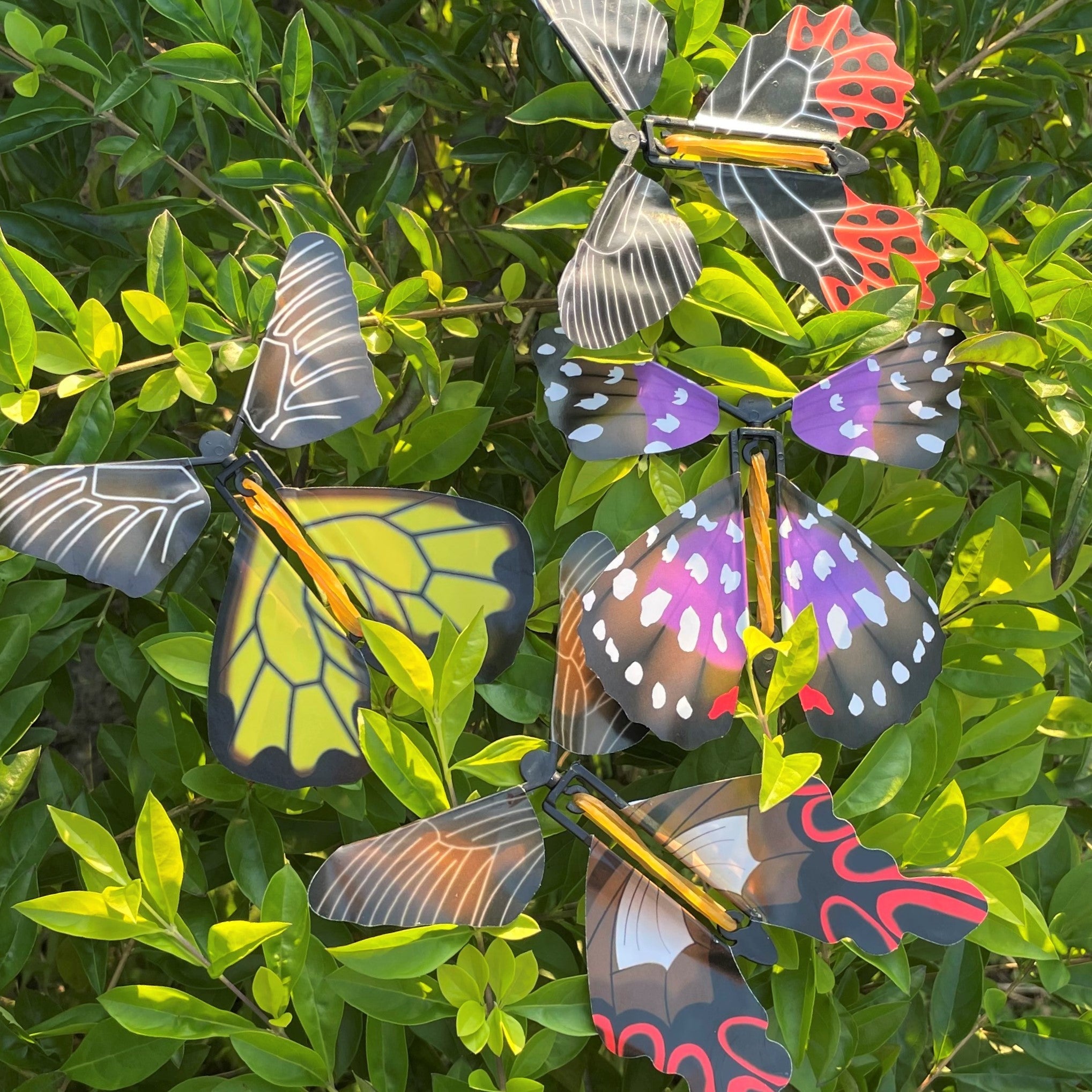 Magic Butterflies