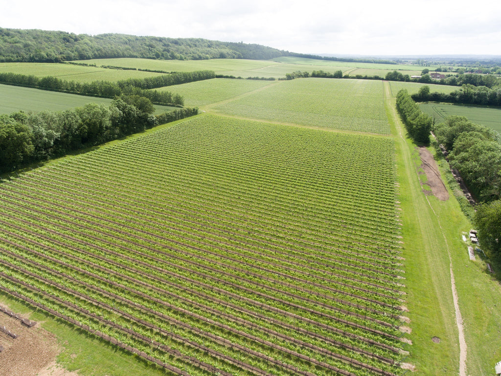 Uplifting Polyphenol Hand & Body Cream
